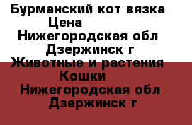 Бурманский кот вязка › Цена ­ 10 000 - Нижегородская обл., Дзержинск г. Животные и растения » Кошки   . Нижегородская обл.,Дзержинск г.